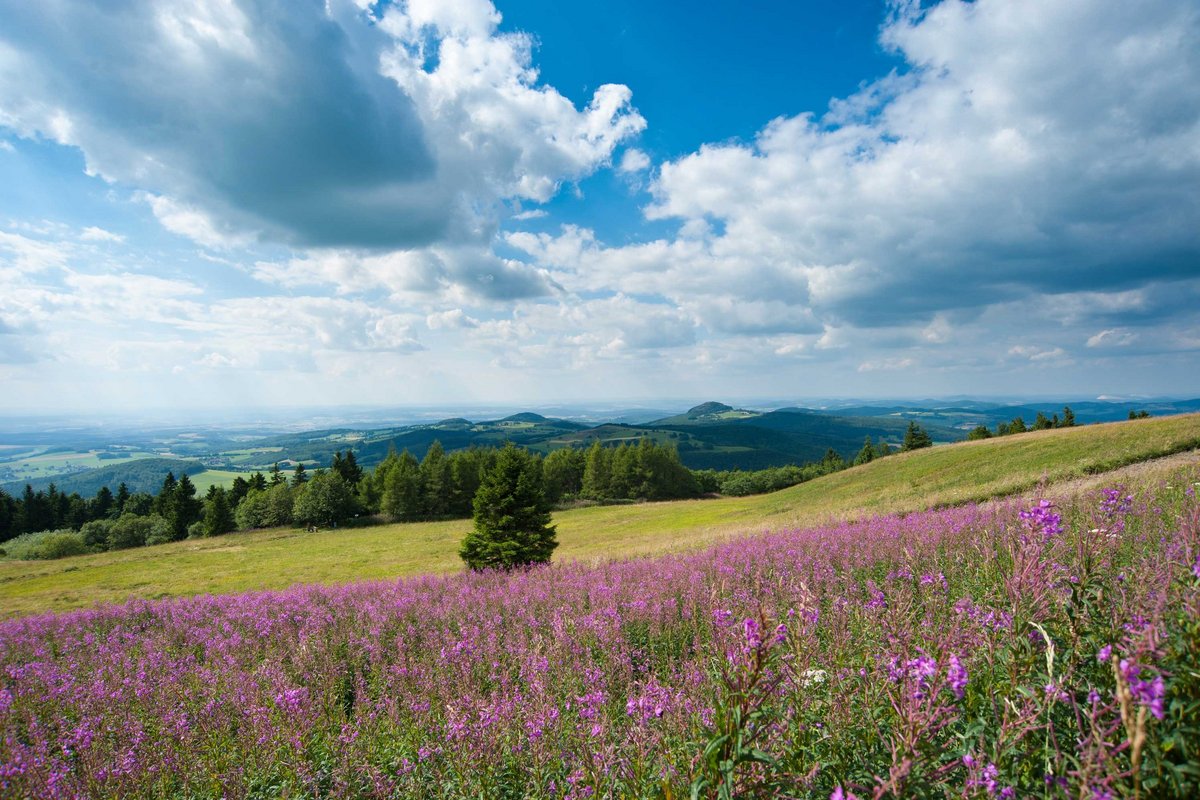 Landschaft Blumenwiese Heide von der Röhn